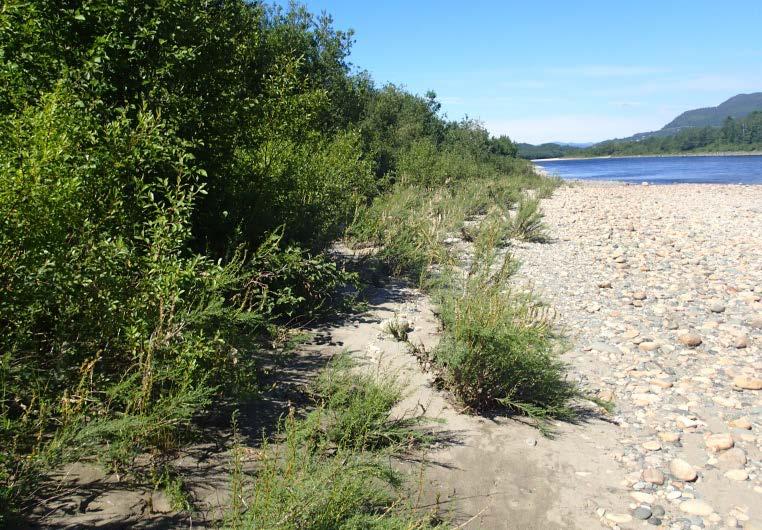 Konsekvensutredning Sweco Naturmiljø Vanntilknyttet vegetasjon: Elveørvegetasjon og flommarksvegetasjon (tilpasset elvas naturlig