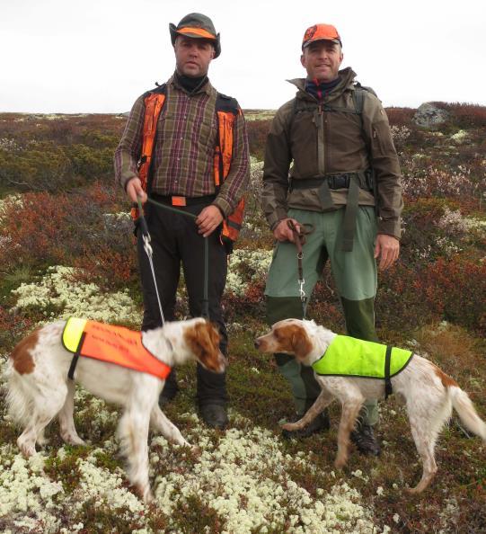 Høy intensitet og systematisk terrengdekning. Chloe markerer og støkker ryper som forfølges. Katja over Chloe.