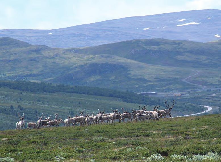 områder i et kupert fjellterreng. I juli får vi en bevegelse av fostringsflokkene sør- og sørvestover i leveområdet.