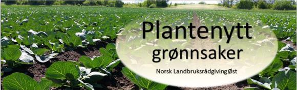 Vi anbefaler oppstart med Signum (virker mot gulrotbladflekk (Alternaria og Cercospora), meldugg, gråskimmel, klosopp, gulrothvitflekk og storknollet råtesopp,). Signum har 14 dagers behandlingsfrist.