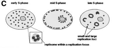 Selve prosessen kalles M G2 S 4n Hva skjer ved inkorporering av feil base, eller hvis replikasjonskomplekset møter en DNA-skade?