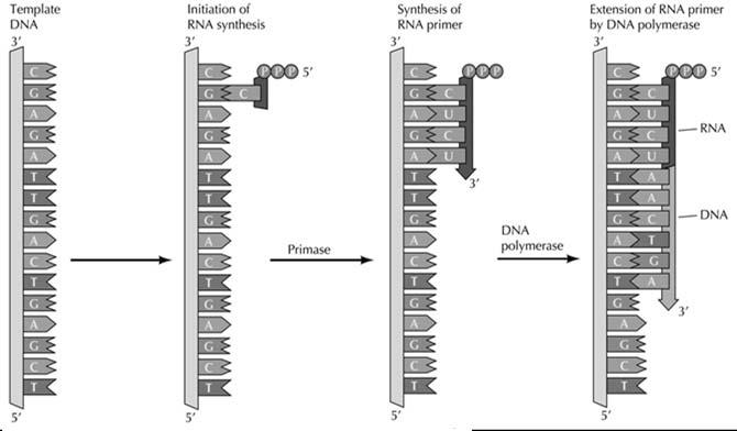 Replikasjonen starter med en RNA-primer Korte fragmenter av RNA/DNA dannes først, og tjener som utgangs-punkt for forlengelse ved DNA polymerase (og ) (både på leading og lagging strand) Mange