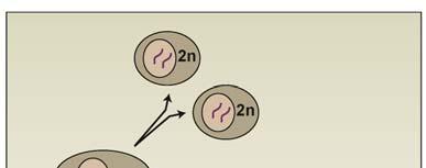 3 I løpet av cellens livssyklus, må DNA-innholdet i cellekjernen fordobles Dette skjer i S- (syntese)- fasen i