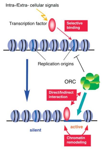 9 Transkripsjonsfaktorer påvirker initieringen ORC i høyere eukaryoter (inkludert mennesket) ser ut til å ha lav DNAsekvensspesifisitet.