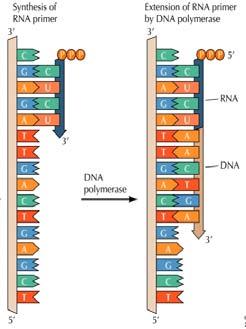 11 Replikasjonen starter med en RNA-primer Korte fragmenter av RNA dannes først,