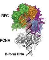 PCNA (Proliferating Cell Nuclear Antigen - prosessivitetsfaktor for polymerasen) binder