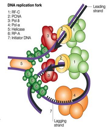 Krystallstrukturen til PCNA i kompleks med RFC 16 Modell av eukaryot replikasjonsgaffel