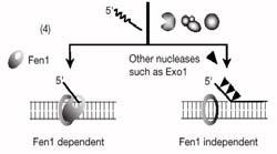 17 Hva skjer når Okazakifragmentet når det forrige Okazakifragmentet? 1 Pol pløyer av primeren i det forrige fragmentet. 2 RPA (replikasjonsprotein A, ss- DNA-bindende) binder.