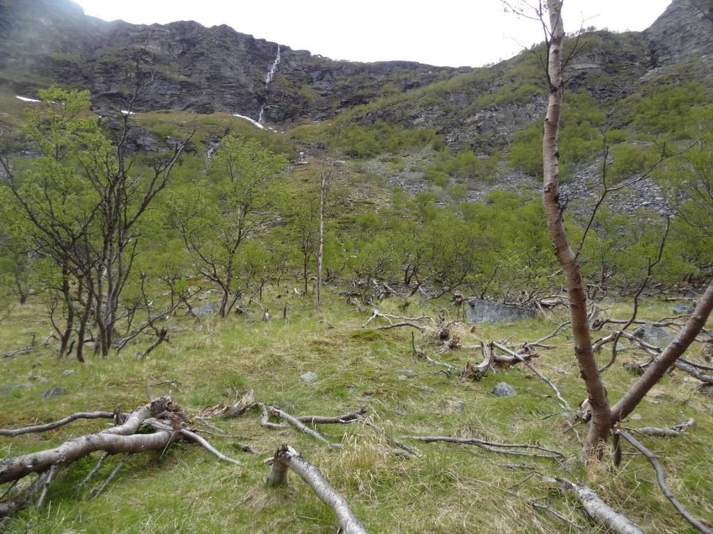 I nedre del av fjellsiden er det og slakere (10-45 ) vegetasjonsdekte skråninger, med spredt skog opp til ca. 200 m.o.h.