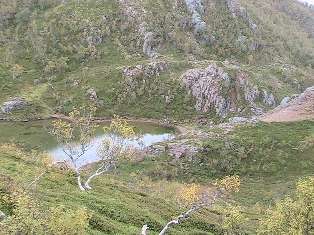 4.1 Vegetasjonssoner Store deler av beiteområdet på Tjongsfjordhalvøya er mer eller mindre skogkledd.