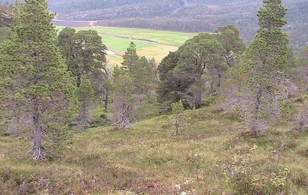 Lav- og lyngrik bjørkeskog: De høyere deler av bjørkeskogområdene på Tjongsfjordhalvøya domineres av lav- og lyngrik bjørkeskog.