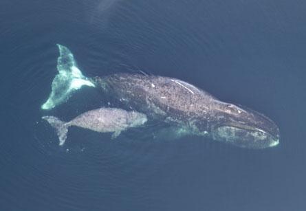 GRØNLANDSHVALEN Det du ser her er en grønlandshval med kalv. Hvalen er sort med et hvitt hakeparti. Munnen er veldig buet. Grønlandshvalen er en bardehval.