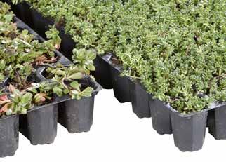 Beplantning Bauder Sedumsprosser Blanding av minst 5 forskjellige Sedum / varianter for såing av ekstensive grønne tak. Sedum skuddene skal anvendes på leverings dagen så langt det er mulig.