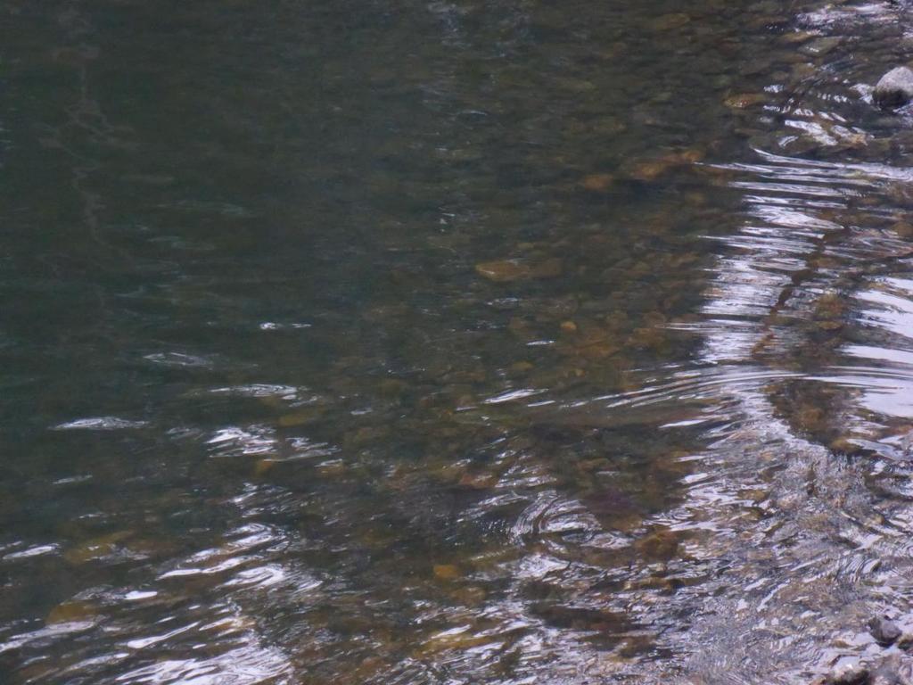 I utgangspunktet forutsatte vi at 25% av fisken går over dammen ved Sølvstufoss og forsvinner opp i Glomma. Sannsynligvis vil den store laksen ha lettere for å hoppe over dammen enn mindre fisk.
