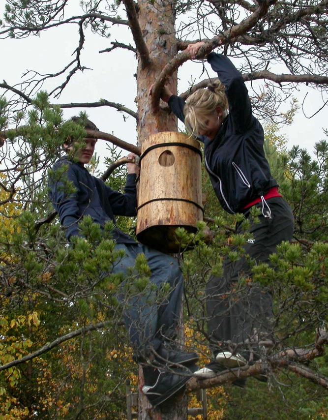 Andungene er bare et døgns tid i reiret før de forlater reiret eller kassa. Også på den tredje besøksrunden (rett etter skolestart på høsten) har andekull blitt observert.