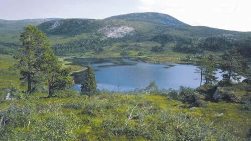 INNGREPSFRI NATUR DEL AV VÅR NASJONALE KULTURARV Gjennom i størst mogleg grad å oppretthalde inngrepsfrie område ønskjer ein i Møre og Romsdal å verne om det biologiske mangfaldet og sikre komande