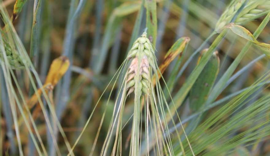 Fusarium