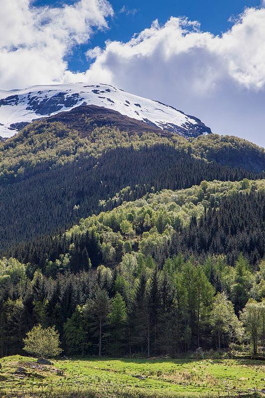 Endringer i skogarealet Planting på nye arealer Påskoging rapporteres under Kyotoprotokollen Representerte et opptak på 0,5 mill. tonn CO 2 - ekv.