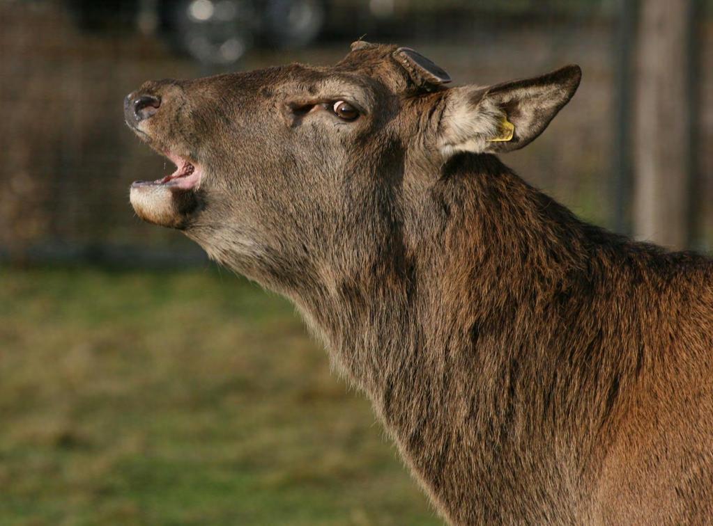 NHF sitt eneste krav; Jordbruksforhandlinger 2012 2014 Husdyrtilskudd for hjort: 1200 kr pr. dyr over 12 mnd 4500 dyr = 5.400.