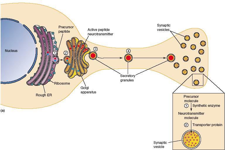 Syntese og transport av nevrotransmittere Ukonvensjonelle transmittere (som NO) er for små til å kunne lagres i synaptiske vesikler De produseres i terminalene etter behov og diffunderer direkte