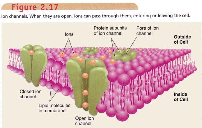 3. Ionekanaler Store proteiner bestående av flere subenheter Spenner cellemembranen Spesifikke for én eller flere typer ioner Ionebevegelse (åpning / lukking) vanligvis i respons til spesifikke