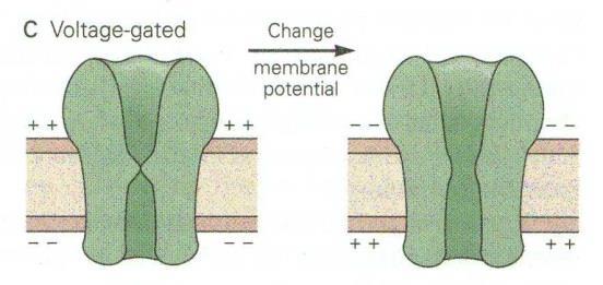 Spenningsstyrte ionekanaler Åpner eller lukker kun i forhold til endringer i membranpotensialet Åpner eller