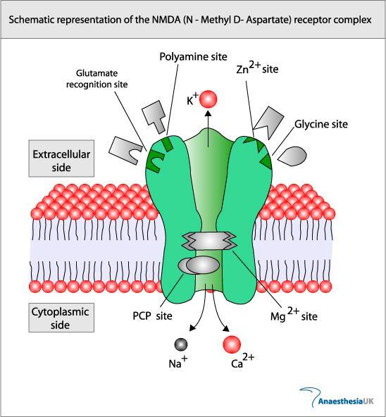 NMDA reseptor Reseptoren er mer sofistikert enn de fleste og for effektiv åpning av ionekanalen trengs binding av glutamat binding av ko-agonist glycin en delvis depolarisering av den postsynaptiske