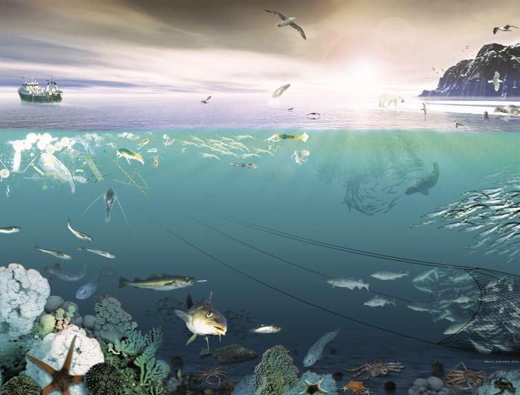 KapiTtel 1 økosystem barentshavet Havets ressurser og miljø 2008 23 Ein illustrasjon av det mangfaldige livet i Barentshavet, og påverknaden mellom organismane.