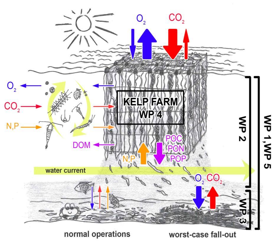 Kelp industrial production: Potential impacts on coastal ecosystems (KELPPRO) Positive effekter kan være: Opptak av næringsstoff reduserer marin eutrofiering Reduseringav CO 2 konsentrasjon, redusere