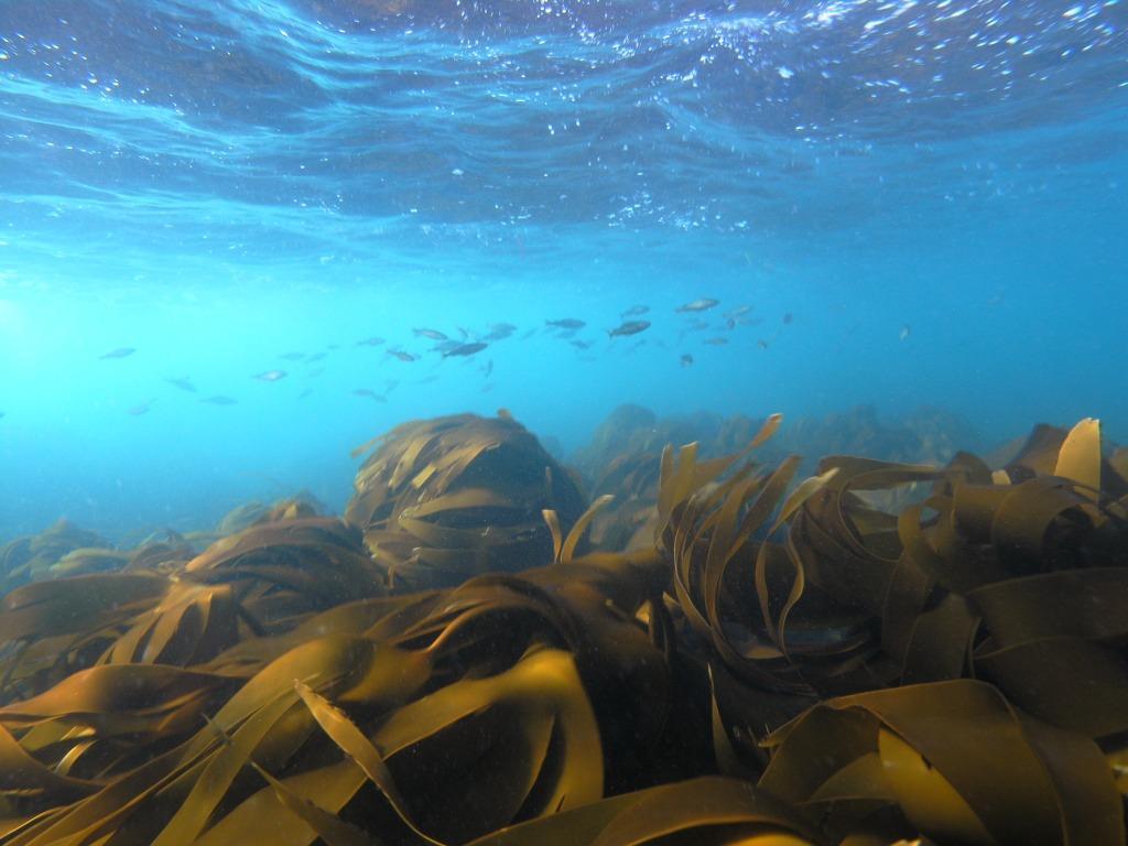 Effects on seafloor ecosystems Quantification of nutrient (N, P) and C (CO2) uptake and retention in kelp The effect of