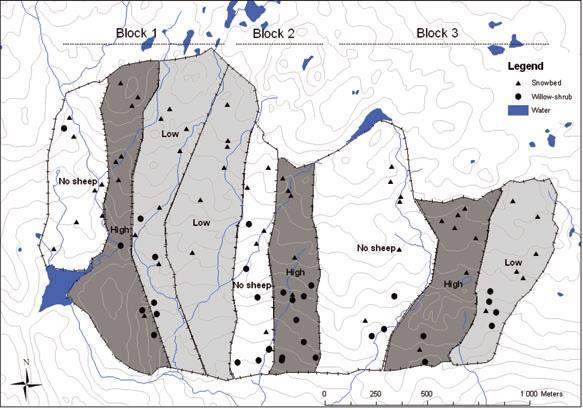 grazing in alpine habitats Experiment in Hol