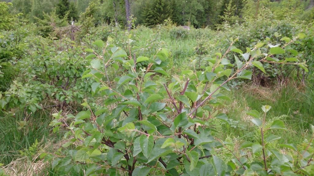 Figur 13. Det samlede uttaket av bjørk var noe høyere enn uttaket av furu.