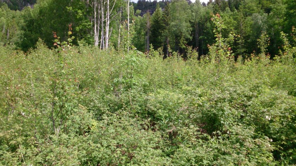 Figur 16. Her et bilde fra «Drangedal G», et bestand med høy produksjon av elgfôr sommer som vinter. Her er et godt tilbud av både osp og rogn, samt bjørk og noe eik.