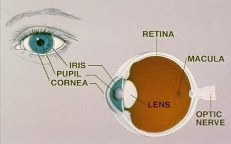 Øyet og synssystemet vårt Mest sensorisk input via synssansen.