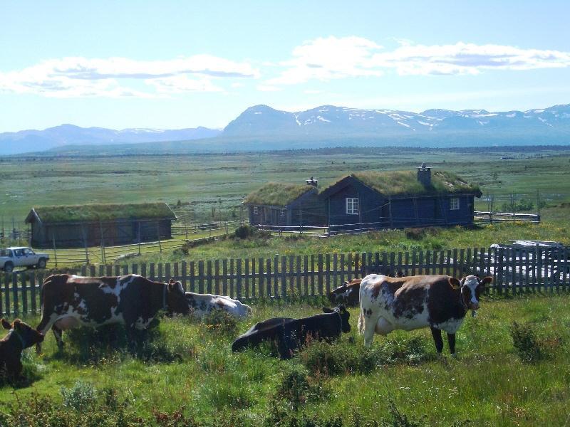 Mountain farm culture and scenery Mountain farming is still part of life in Valdres.