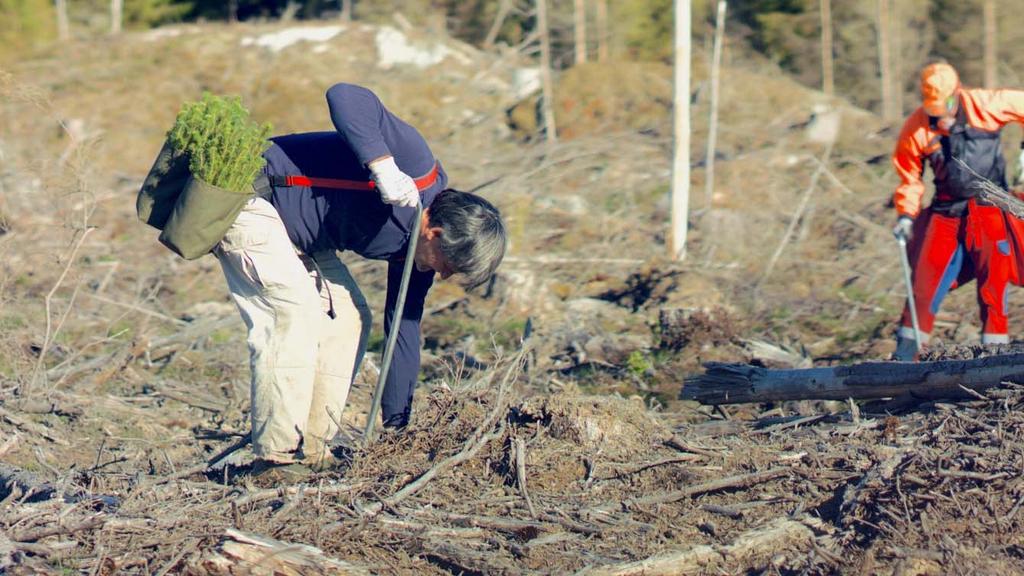 Tabell 5.3 Produktiv skog i Norge.