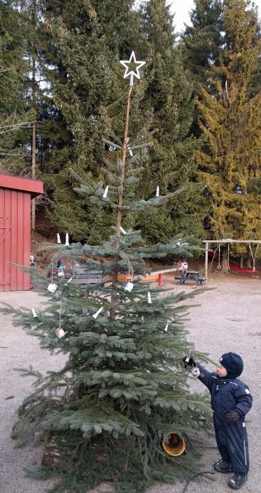 Treet ble sagd ned før alle som vill hjalp til med å bære det tilbake. Her ble det pyntet med lys, og ekornbarnas selvlagde juletrepynt av is og naturskatter.