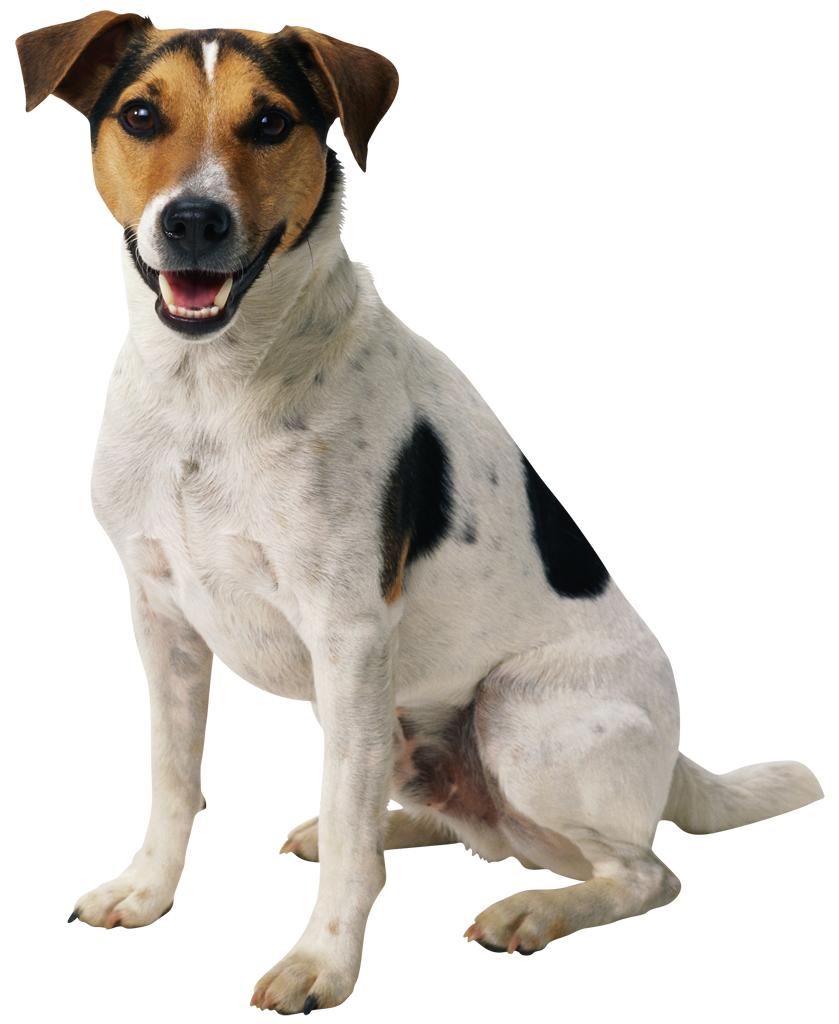 Finn beste hund class StedTilTaVarePaaBeste < U > { U beste= null; void settinn(u ny) { if( beste== null) beste= ny;