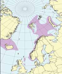De tre siste årene har de norske landingene økt jevnt i Skagerrak, mens de har minket i Norskerenna. Den norske rekeflåten domineres av små trålere (1 15 m lengde), spesielt i det østlige Skagerrak.