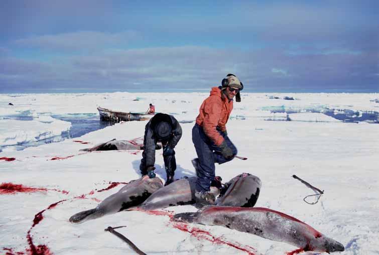 4.5 Nytt forvaltningssystem for ishavssel Selfangst i Vesterisen. Sealing in the Greenland Sea.