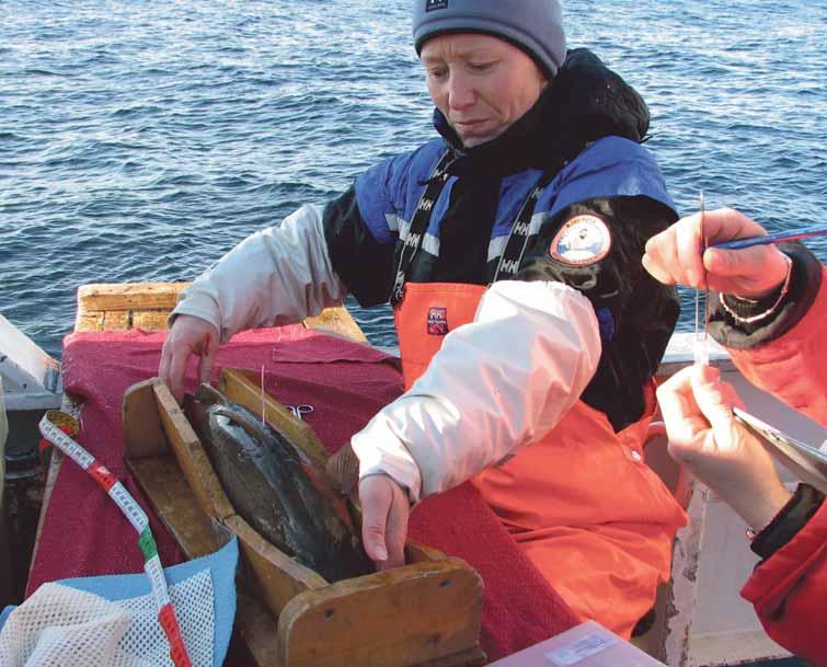 KAPITTEL 1 ØKOSYSTEM BARENTSHAVET HAVETS RESSURSER OG MILJØ 29 47 Merking av torsk. Tagging of cod. Northeast Arctic Cod The stock is in a fairly good state and increasing.