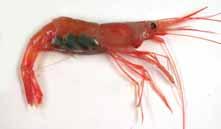 Northern Shrimp The landings of northern shrimp (Pandalus borealis) from the Barents Sea have varied between 25, and 13, tonnes.