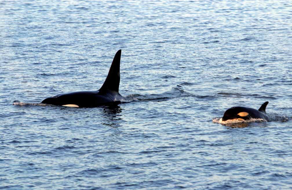 KAPITTEL 2 ØKOSYSTEM NORSKEHAVET HAVETS RESSURSER OG MILJØ 29 89 Forekomstene av storhval i det sentrale Norskehavet har ikke endret seg vesentlig de siste 15 årene.