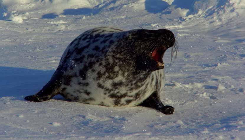 KAPITTEL 2 ØKOSYSTEM NORSKEHAVET HAVETS RESSURSER OG MILJØ 29 91 Foto: Tore Haug Hooded Seal The Greenland Sea stock of hooded seals is commercially exploited by Norway.