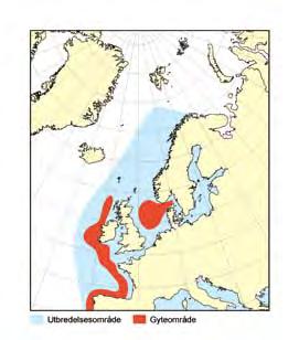 13 havets ressurser og miljø 26 KAPITtel 3 økosystem nordsjøen/skagerrak 3.3.2 Makrell Den nordøstatlantiske makrellbestanden består av tre gytekomponenter, sørlig, vestlig og nordsjømakrell.