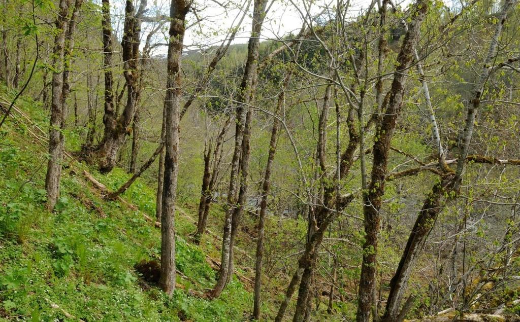 natur Gaute Voigt-Hanssen,