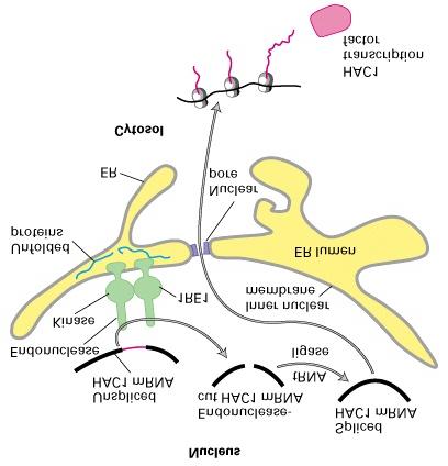 Kun riktig foldete proteiner blir transportert fra ER til Golgi Sentralt i denne ikke-korrekt foldet-reaksjonen er IRE1 - et transmembran-protein som sitter i kjernemembranen som henger sammen med ER