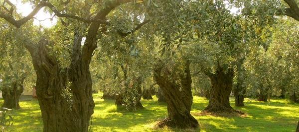 Her blir det foredrag og prøvesmaking hos en familiedrevet gård som produserer olivenolje.