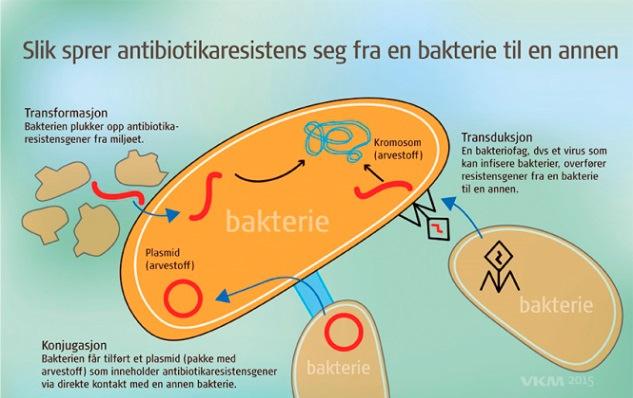 Figur 10: Til publisering av vurderingene av antibiotikaresistens i desember utviklet VKM infografikk på norsk og engelsk. Her er to av i alt 12 infografikker. 3.5.4.