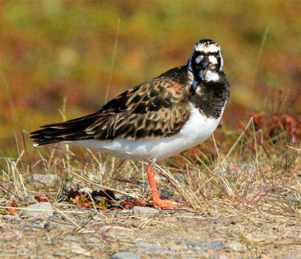 Tjelden er registrert i alle sjøfuglreservatene. Tjeld er en av de artene som finnes i de fleste av reservatene og på mange holmer i skjærgården for øvrig. Som mest er hele 79 par registrert i 1983.